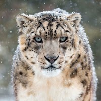Снежный Леопард Обои