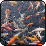 Fish Pond Live Wallpaper icon