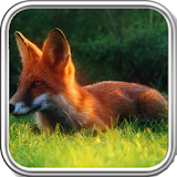 Fox Wallpaper icon