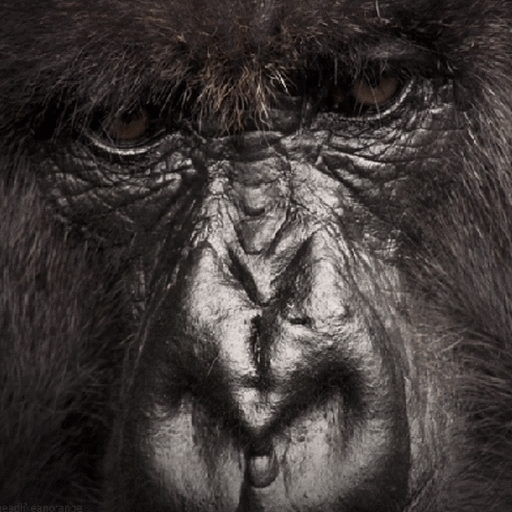 Gorilla Eyes Live Wallpaper  Icon