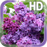 Lilac Flower LWP icon