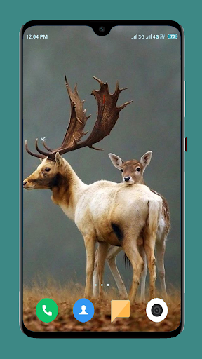 Wild Animal Wallpaper 4K