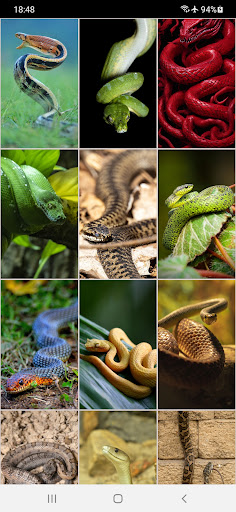 Snake Wallpapers Screen 2