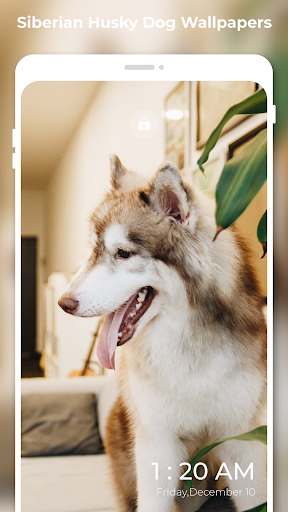 Siberian HUSKY Wallpapers 4K