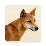 Dingo Sound Collections ~ Sclip.app