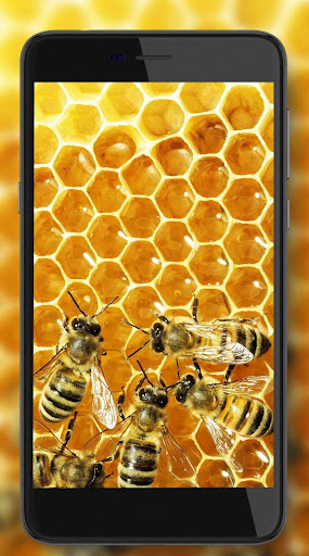 Honey Live Wallpaper