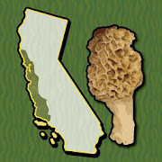 California Mushroom Forager - San Francisco Coast