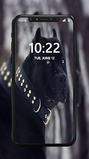 Pitbull Wallpapers 4K HD