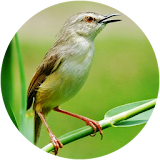 Suara Burung Prenjak Gacor - Offline icon
