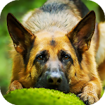 Cover Image of डाउनलोड German Shepherd Wallpaper : backgrounds hd 4.0.1 APK