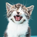 Download Des sons de chats 1.0.0 Apk for android