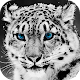 Leopardo da neve Wallpaper HD: fundos e temas Baixe no Windows