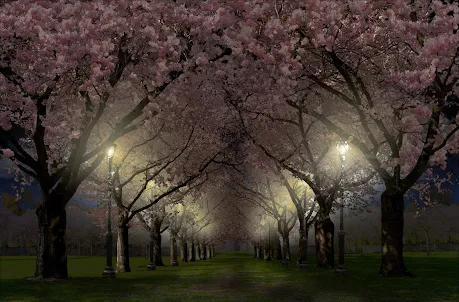 Spring Cherry Blossom Live
