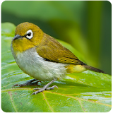 Pleci Birdsong ( All Varian ) icon