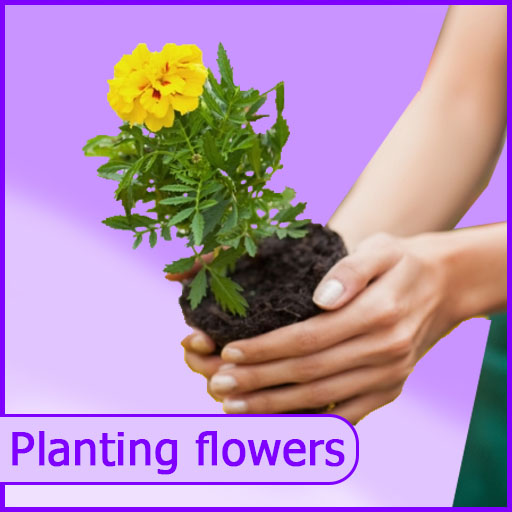 Guide to growing flowers home Laai af op Windows
