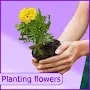flowers : plant identifier
