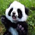 Awesome Panda Wallpapers HD