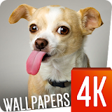 Funny Wallpapers 4k icon