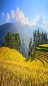 ripe rice field wallpaper
