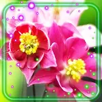 Cover Image of Télécharger Orchid Melody 1.2 APK