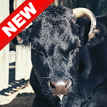 Cover Image of Descargar Bull Wallpapers - Screen Background 1.0 APK