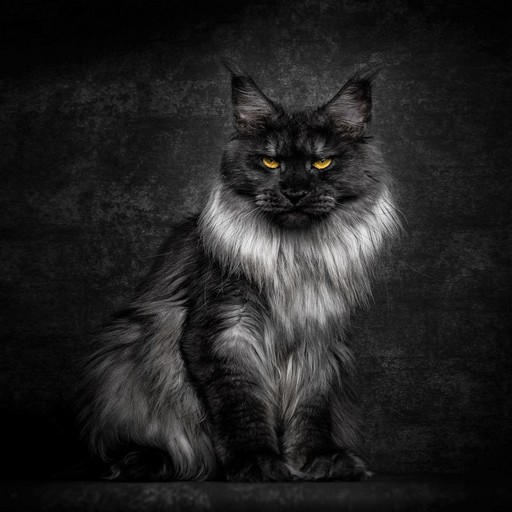 Maine Coon Wallpapers logo