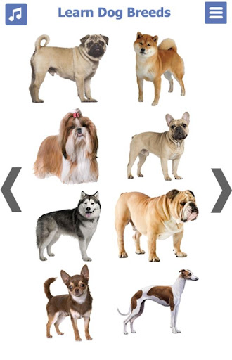 Dog Breeds - Pics and Info Screen 3