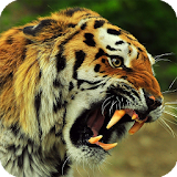 Tiger HD Live Wallpaper icon