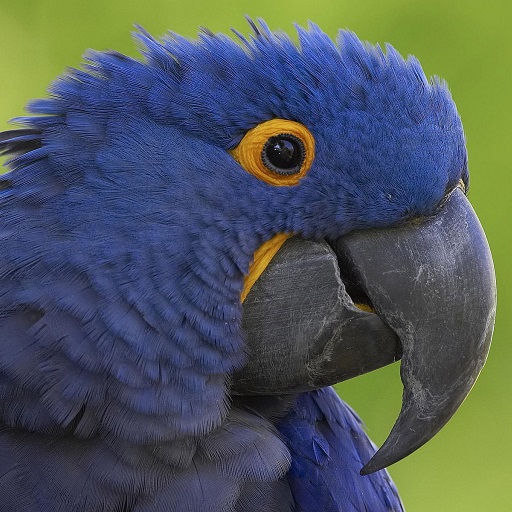 Hyacinth Macaw Wallpaper HD logo