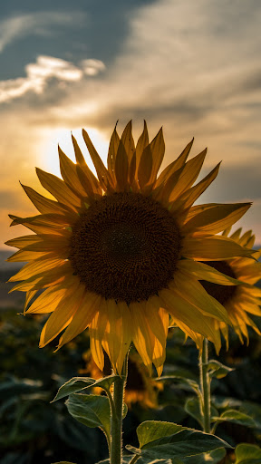 Sunflower Wallpaper Screen 3