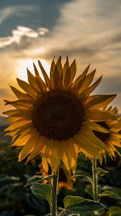 Title: “Sunflower Wallpaper: Your Ultimate Source for Stunning Sunflower Images” 3