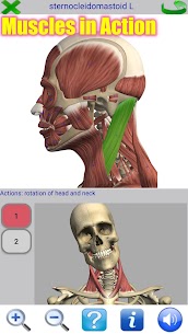 Visual Anatomy 2 APK (Paid) 1