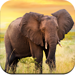 Cover Image of Tải xuống Elephant Wallpaper  APK