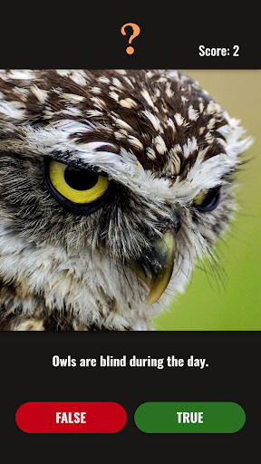 Quiz Trivia of Cats and Birds