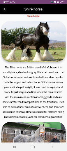 horses Screen 3
