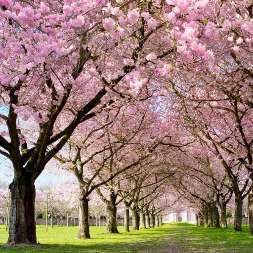 Spring Cherry Blossom Live  Icon