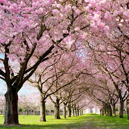 သင်္ကေတပုံ Spring Cherry Blossom Live