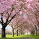 Spring Cherry Blossom Live