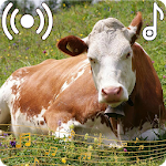 Cover Image of Télécharger Cow Sounds Ringtone  APK
