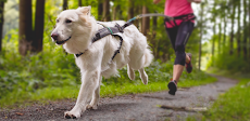 Rundogo - track dog's workoutsのおすすめ画像1