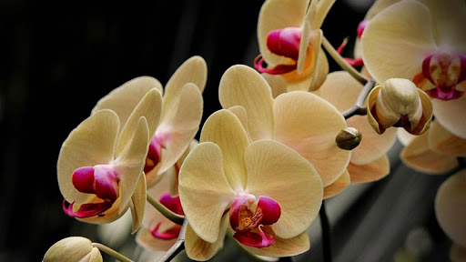 Orchid Flowers Wallpaper