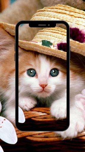 Cat wallpaper 4K,UHD Screen 3