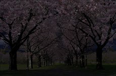 Spring Cherry Blossom Liveのおすすめ画像3