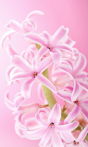 Pink Flowers Live Wallpaper
