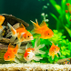 Fish On Screen 3D Wallpaper - Androidアプリ