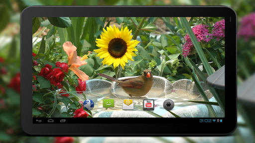 4K Birds Bath Live Wallpapers