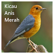 Top 33 Music & Audio Apps Like Kicau Anis Merah Offline - Best Alternatives