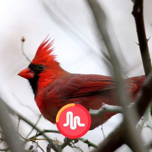 Cardinal Singing & Call Sounds logo