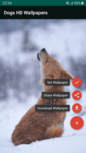 Dogs HD Wallpapers Screen 2