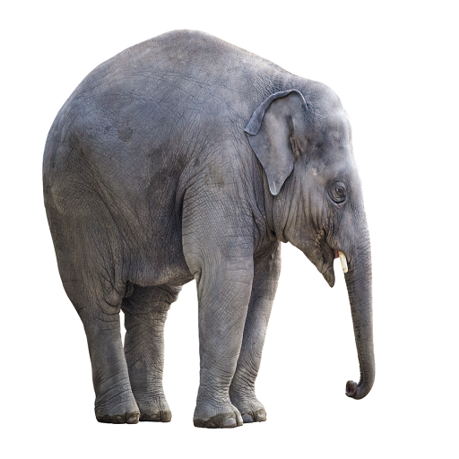 Поставь elephant. Elephant Sounds. Ng Sounds Elephant. [Ŋ] Sound Elephant. Elephant trumpeting.